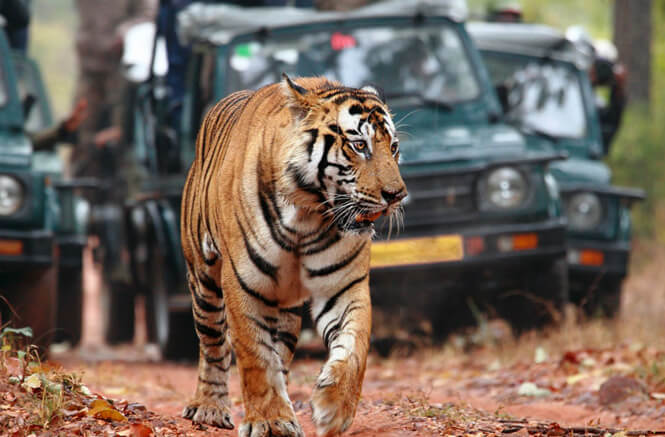 Tiger in Ranthambore
